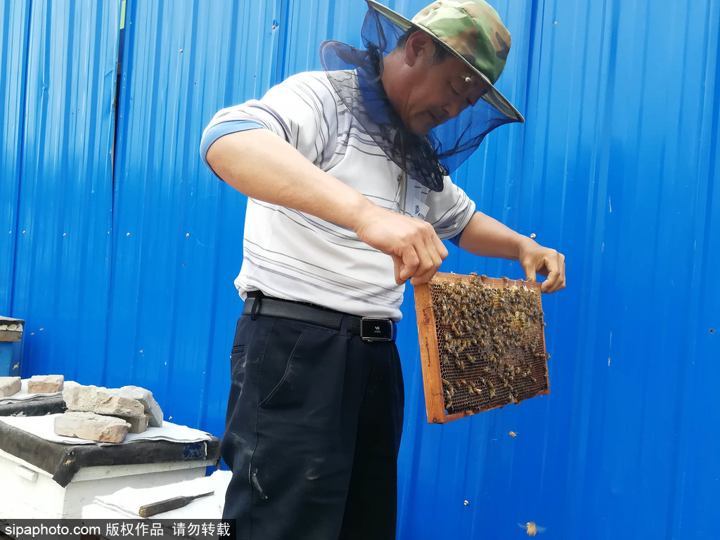 北京：鲜花盛开时 蜜蜂酿蜜忙