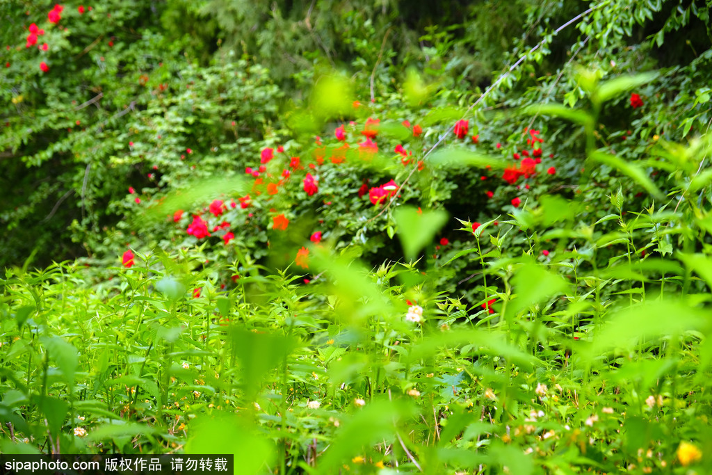 奥森公园蔷薇花开