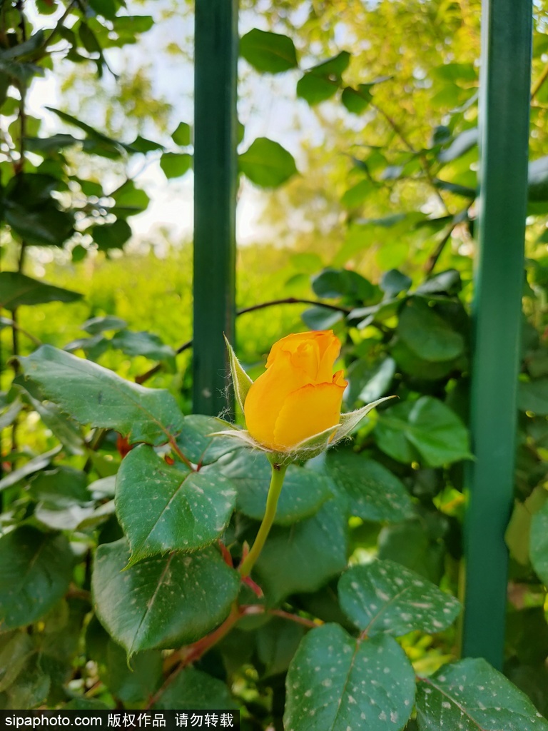 初夏的莲花池公园