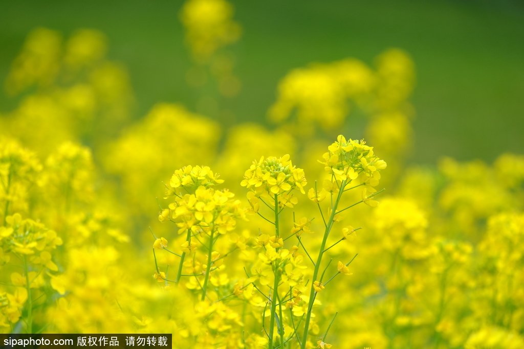 京城也有油菜花 北坞公园赛婺源