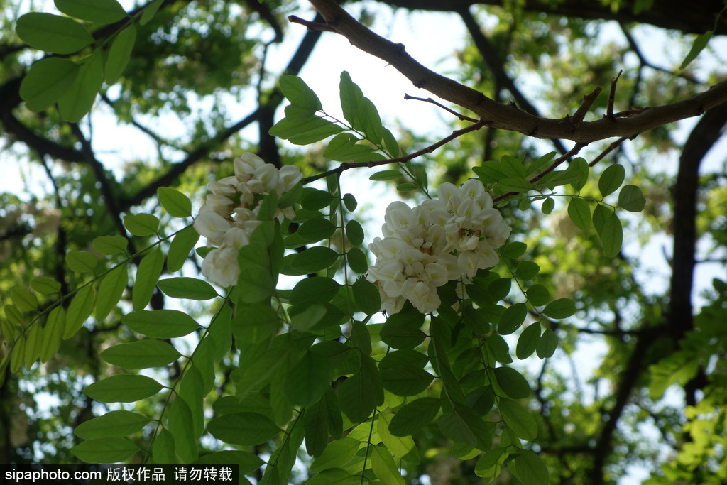 春夏之交槐花香