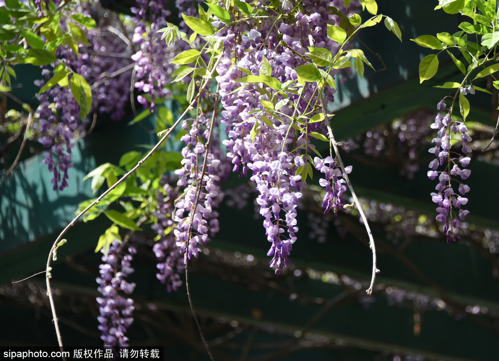 中山公园紫藤花盛开