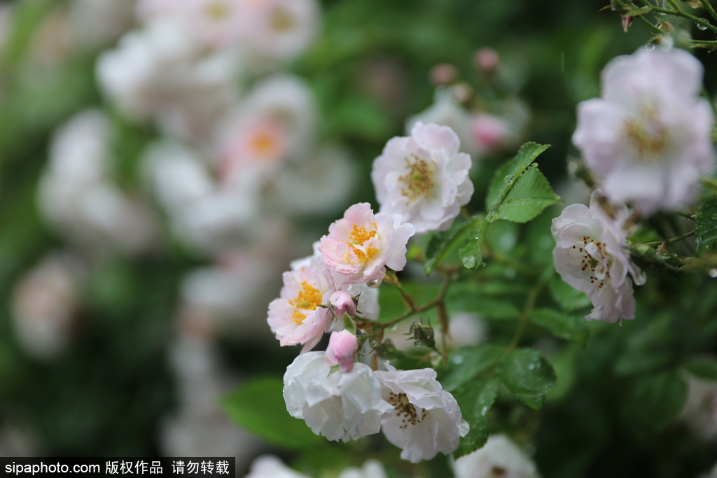 北京市蔷薇花在雨中悄然绽放