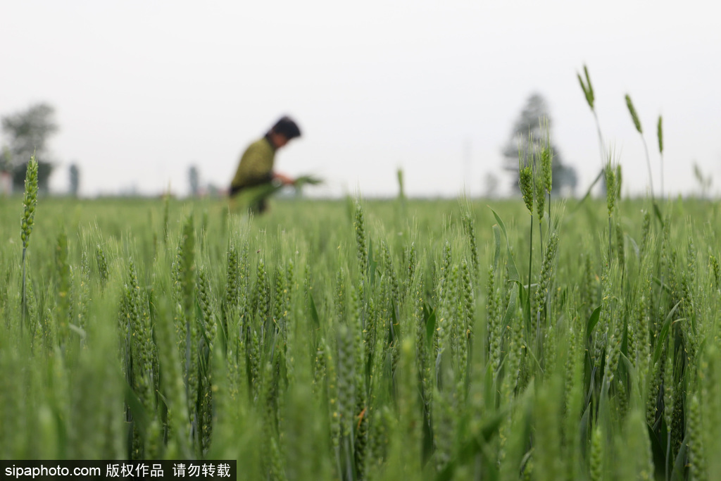 石家庄：立夏时节麦飘香