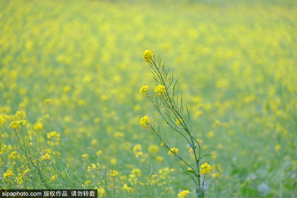 西郊油菜花海：北坞村花期延续 玉东园渐入佳境