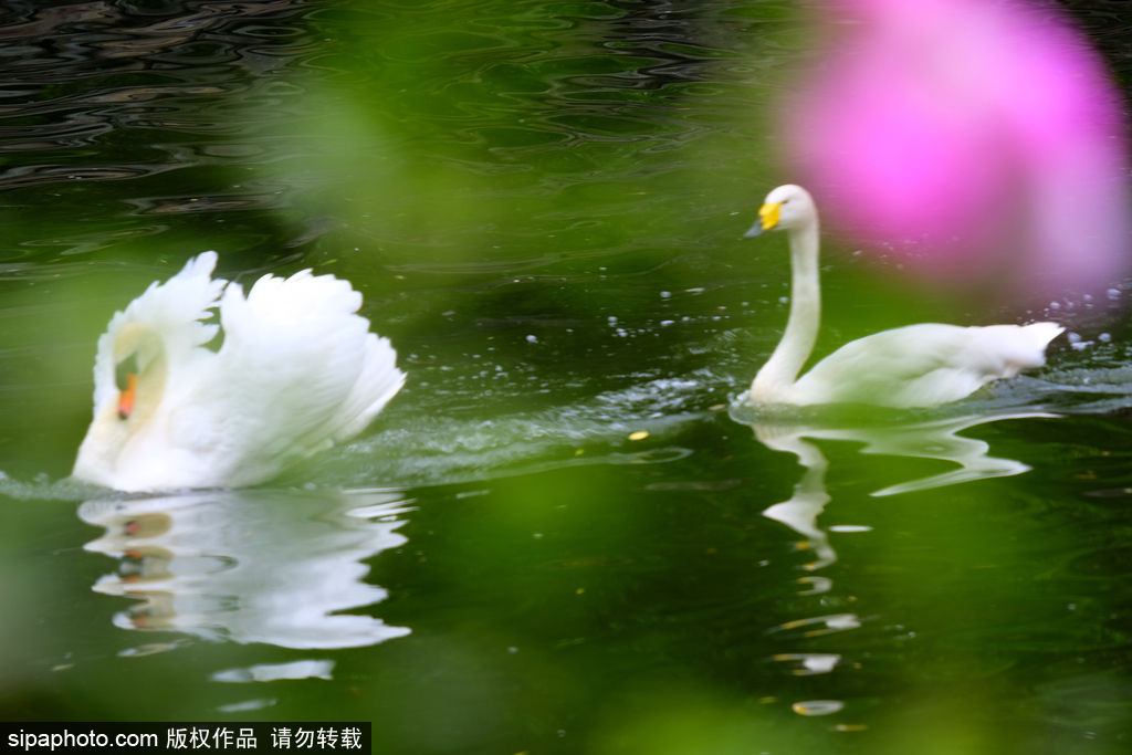 浪漫温馨！帝都天鹅湖迎最美时刻！