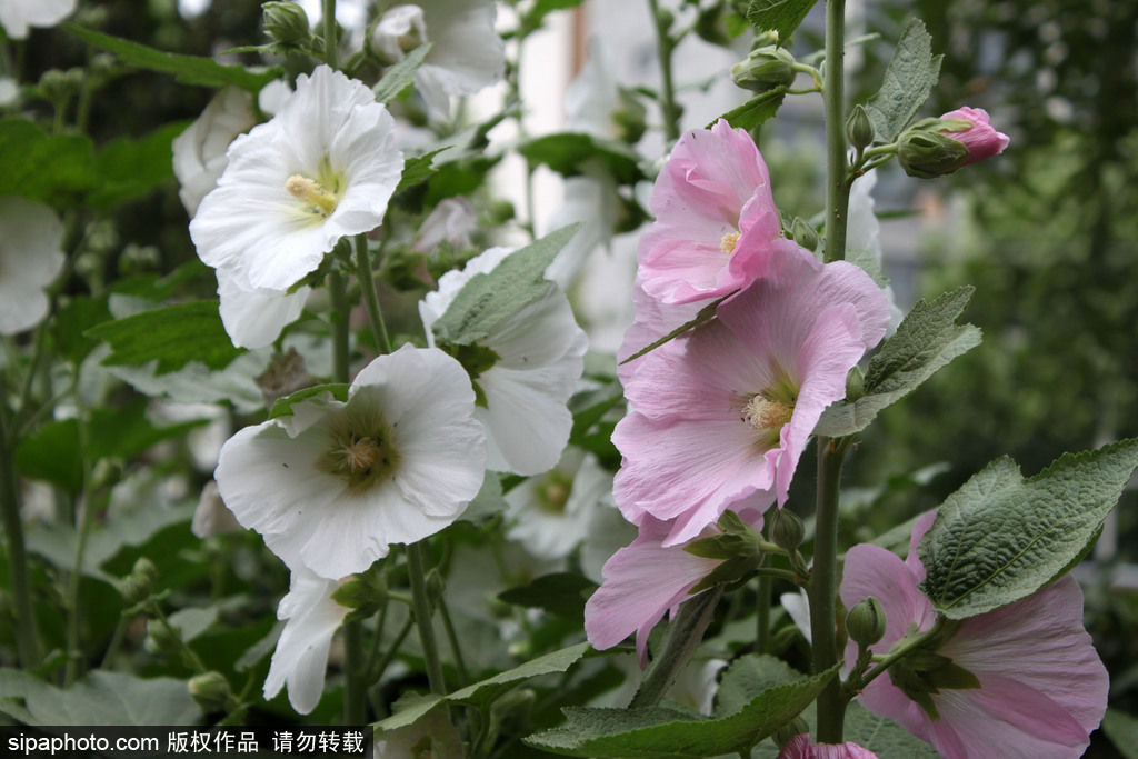 北京：麦收时节 蜀葵花开