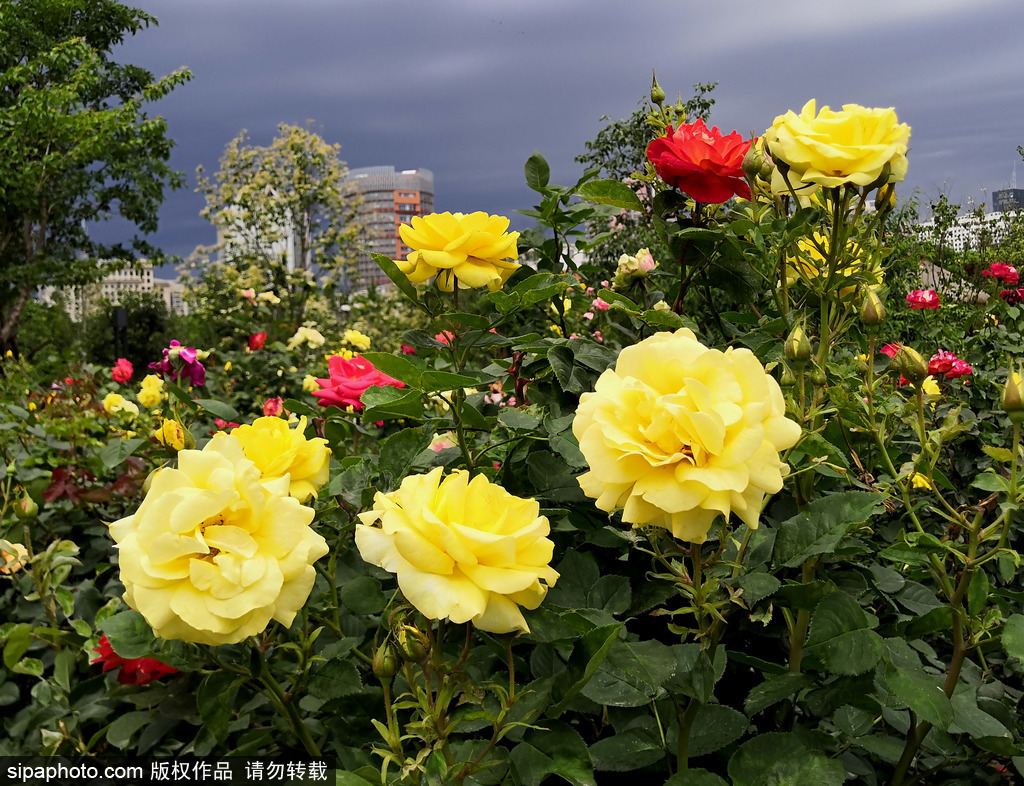 莲花池公园月季盛开，姹紫嫣红迷人眼