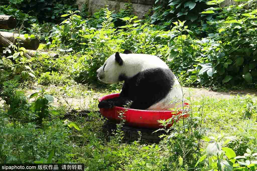 大熊猫坐“浴盆”冲凉降温