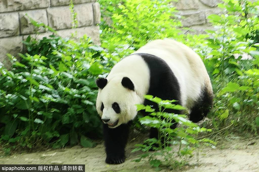 大熊猫尽享悠闲生活