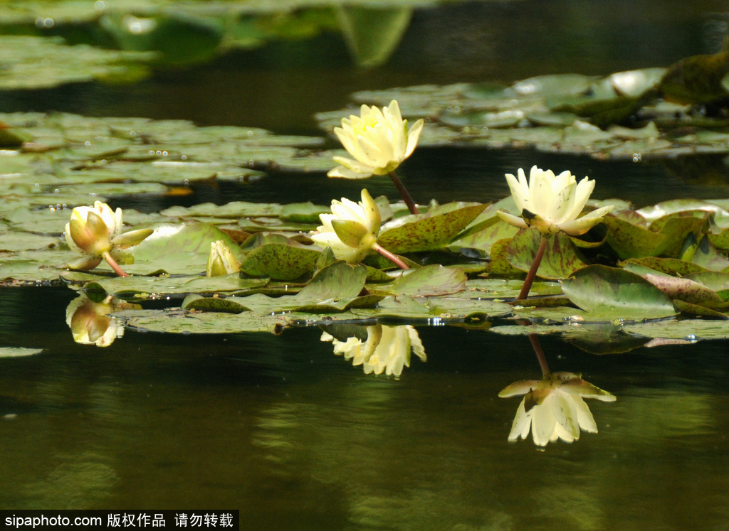 莲花池公园睡莲盛开 娇艳夺目惹人醉