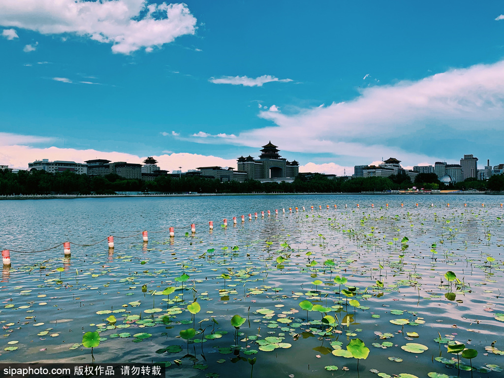 莲花池公园荷花节即将拉开帷幕