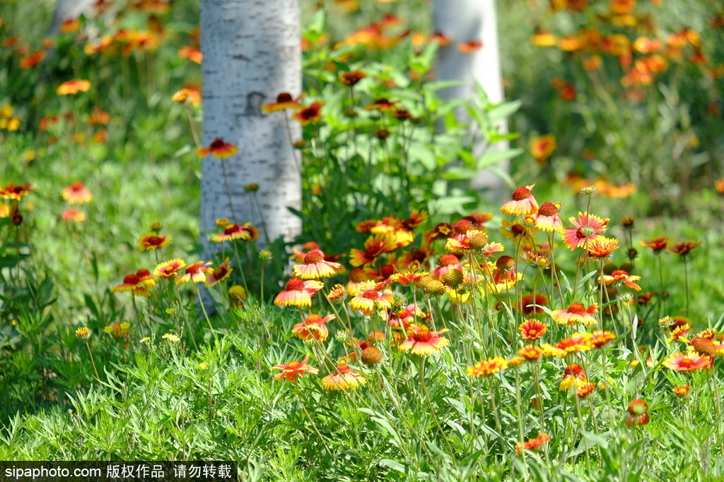 北京乡间野趣：油菜花海中的天人菊和泥胡菜