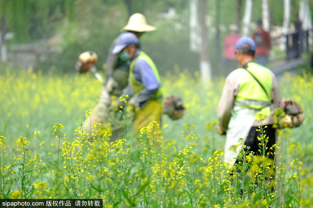 玉东园：油菜花最后的绽放