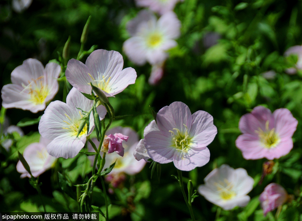 紫竹院公园月见草花娇美 绽放迷人眼