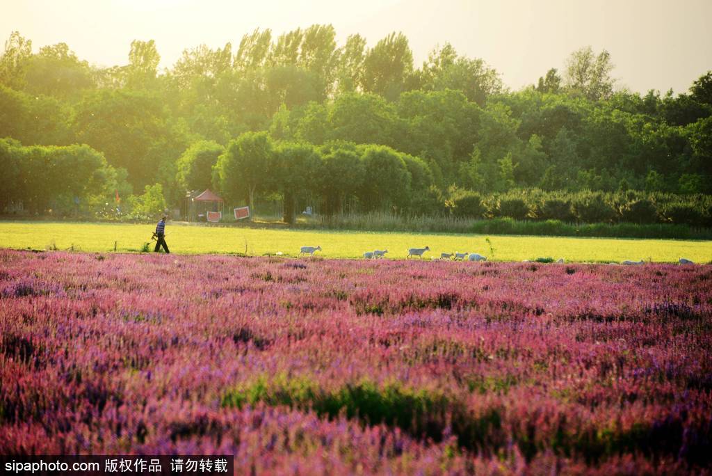 京西房山千亩薰衣草花海迎来最美欣赏季