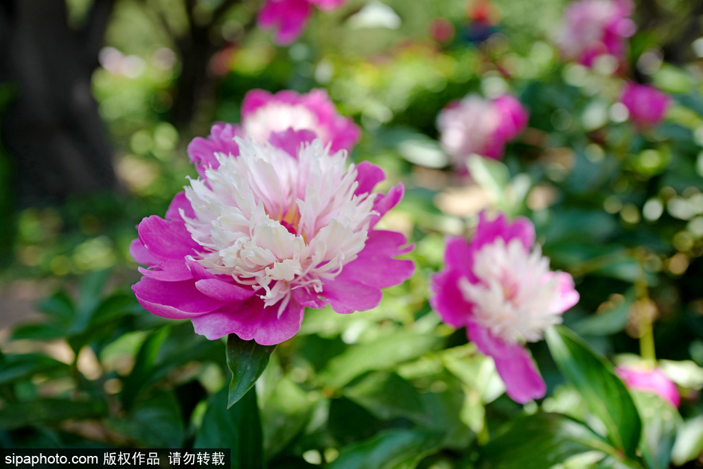 北京植物园芍药花开，装扮初夏