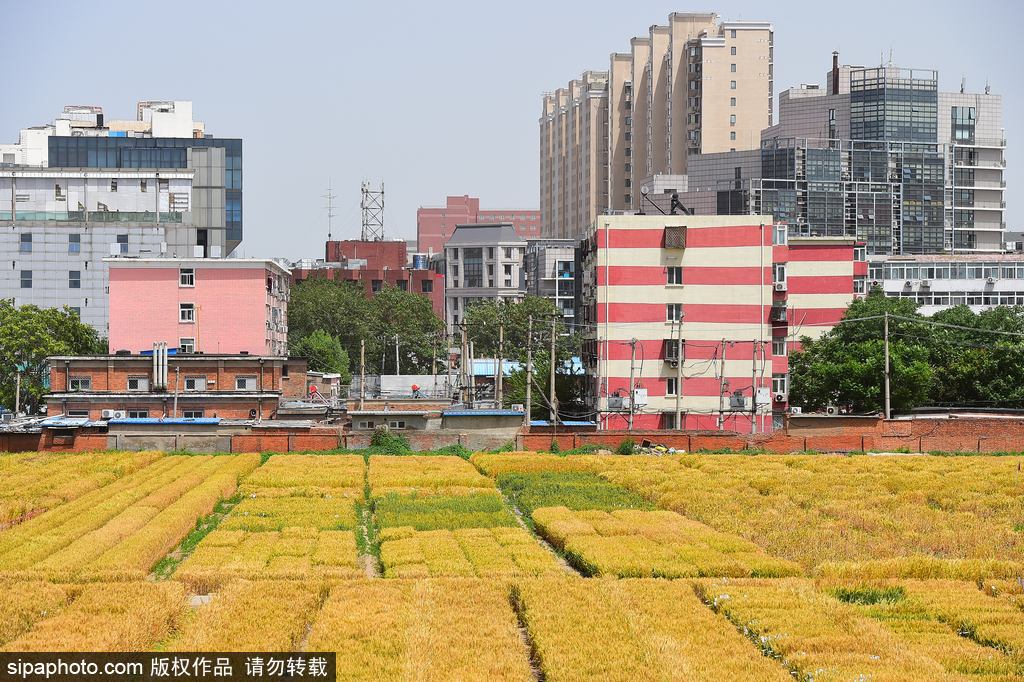 北京三环内“世界最贵农田”迎丰收