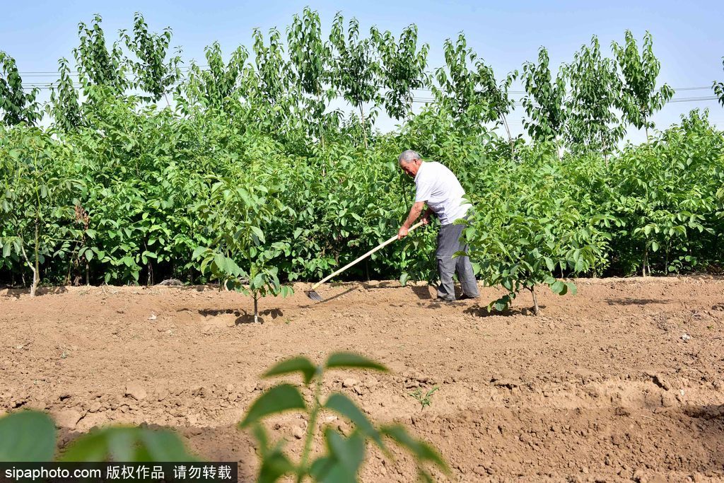 石家庄：芒种农忙