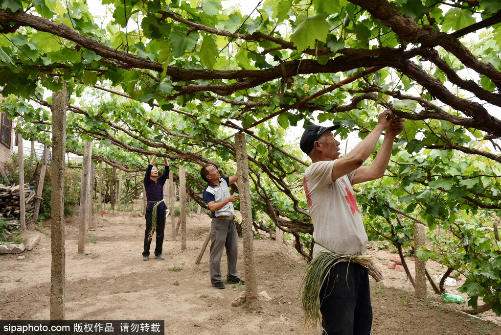 宣化：“漏斗”葡萄夏管忙