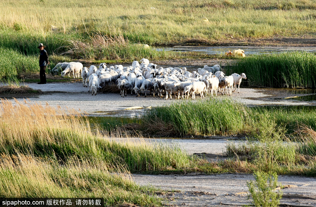 张家口市宣化区洋河河畔夏牧