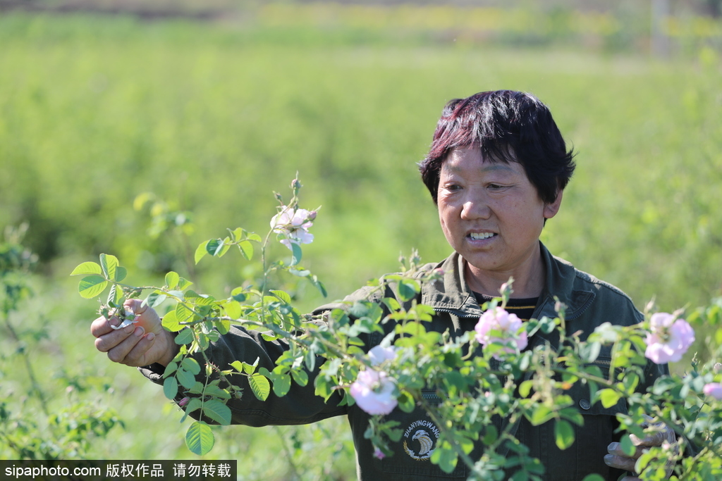 井陉：小玫瑰盛开致富花