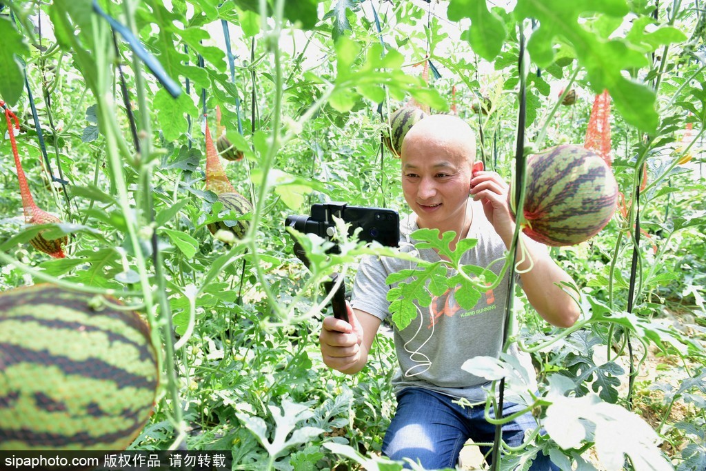 石家庄：网络直播助力西甜瓜销售