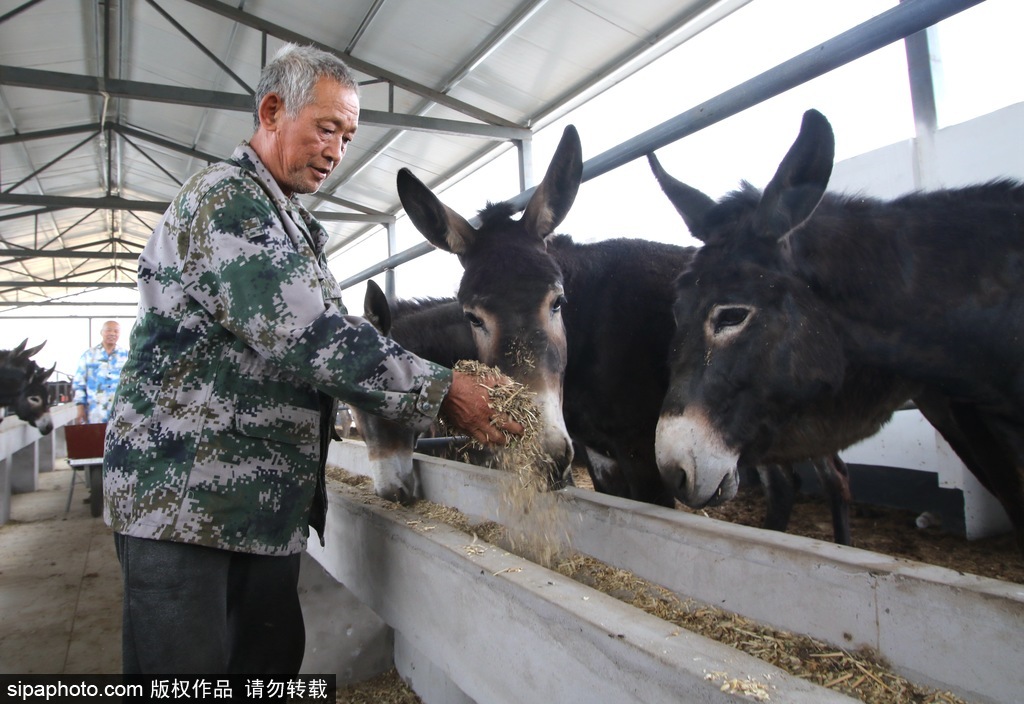 河北永年：小毛驴拉动扶贫“大磨盘”