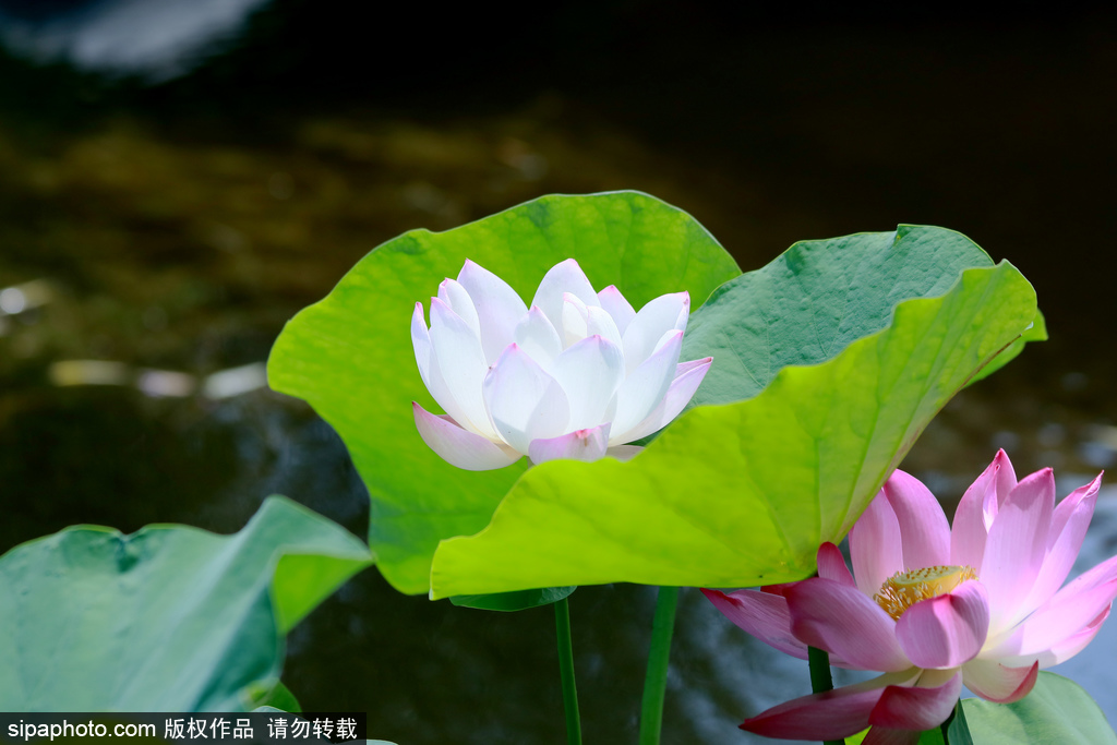 张家口：夏至荷莲