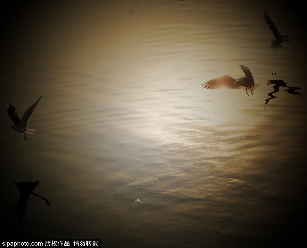 天津海河刘庄浮桥地段 海鸥觅食嬉戏