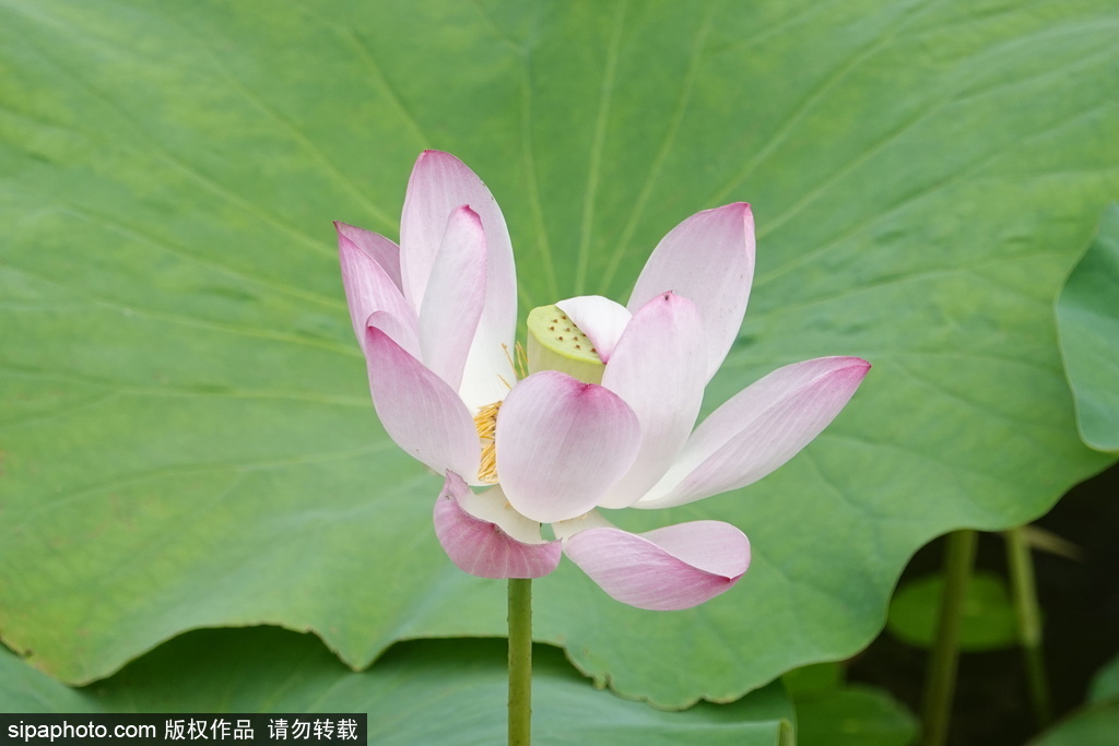 夏至紫竹院，荷花绽开时