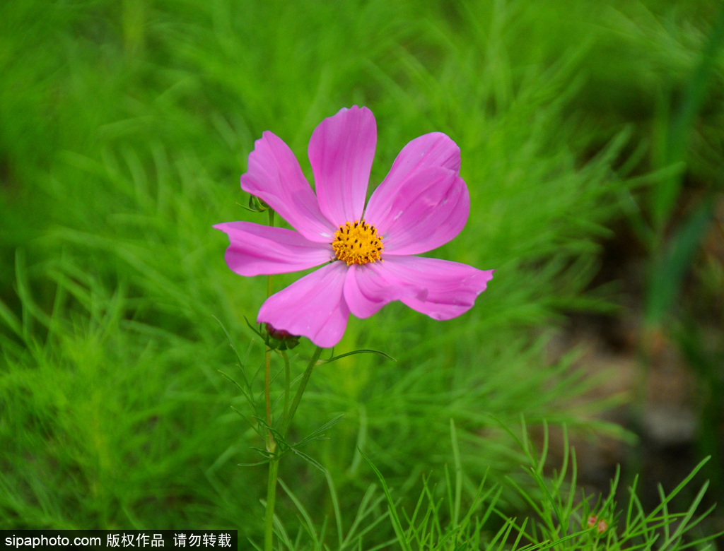 夏至时节，北京郊野小花清新烂漫若诗画