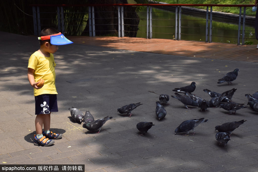 夏至临近紫竹院野鸭、鸽子觅食嬉水