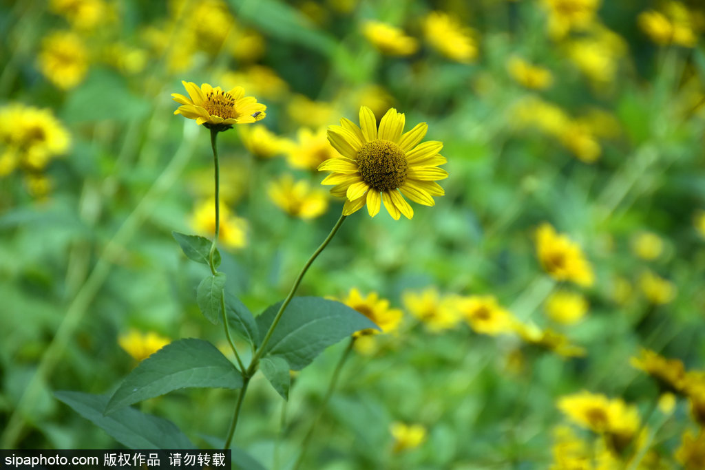 颐和园景区太阳花盛开 金光灿灿美不胜收