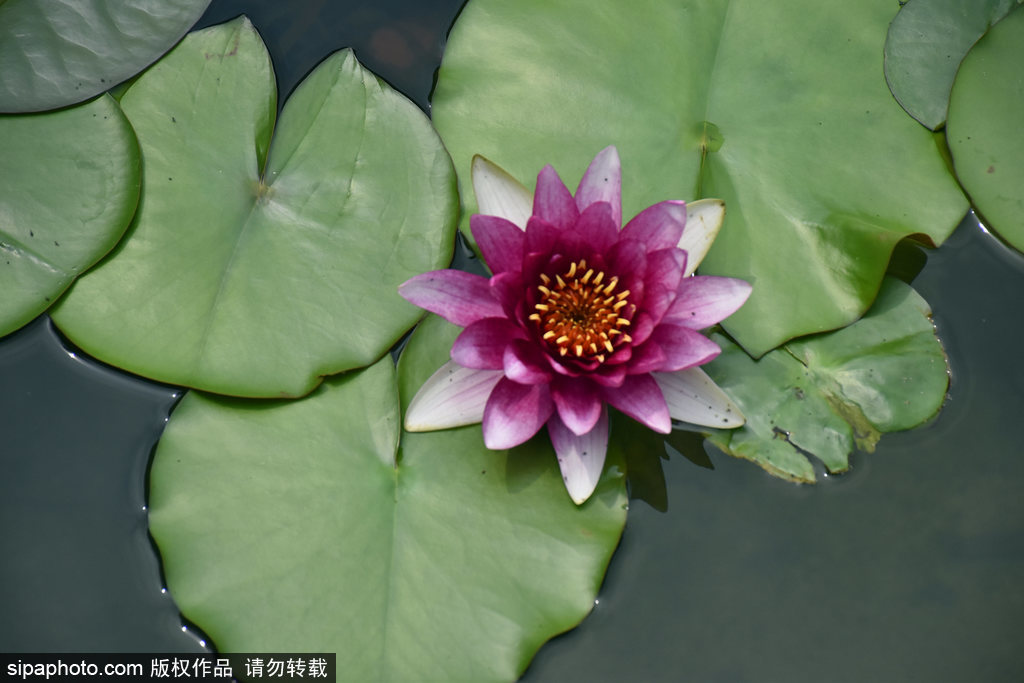 小暑时节北京植物园睡莲盛开