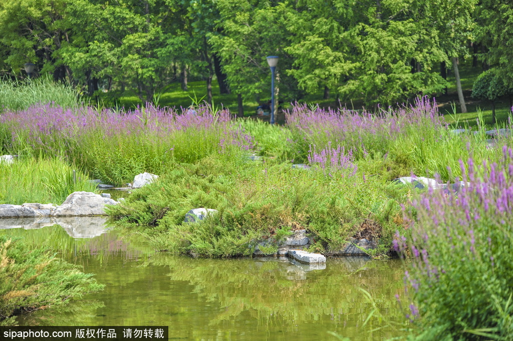 大望京公园的“清溪水道”景点