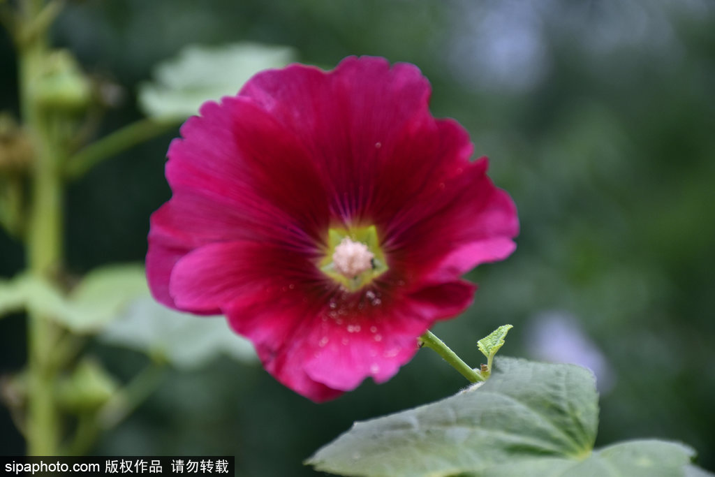 “一丈红”蜀葵花盛开正当时