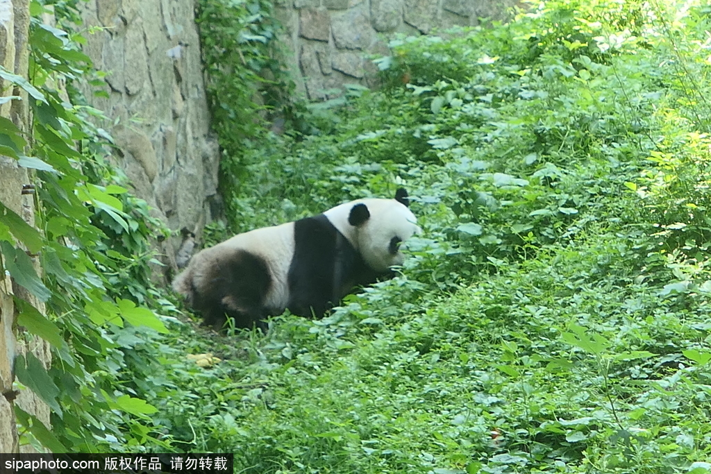 大熊猫快乐玩一“夏”