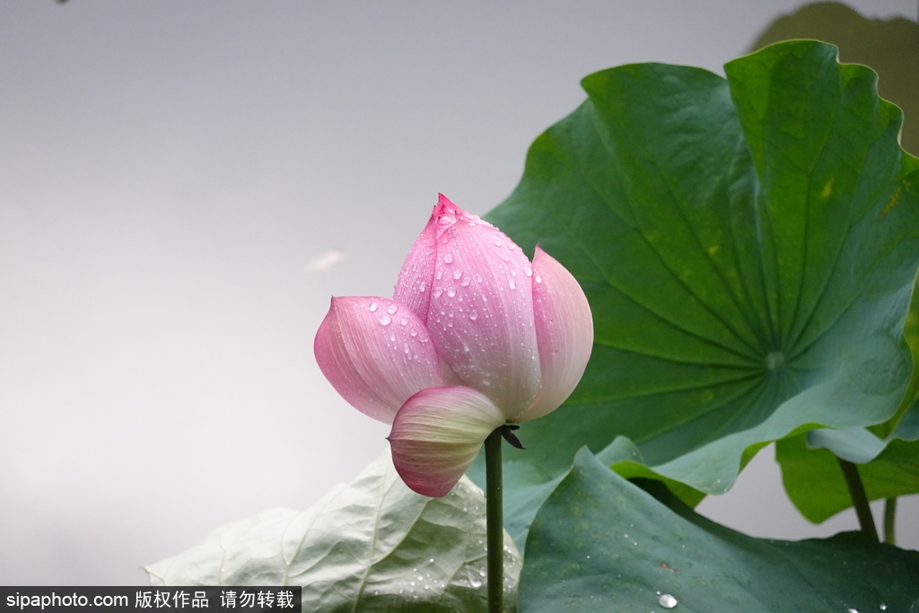 夏雨中的北京：紫竹院更显清凉