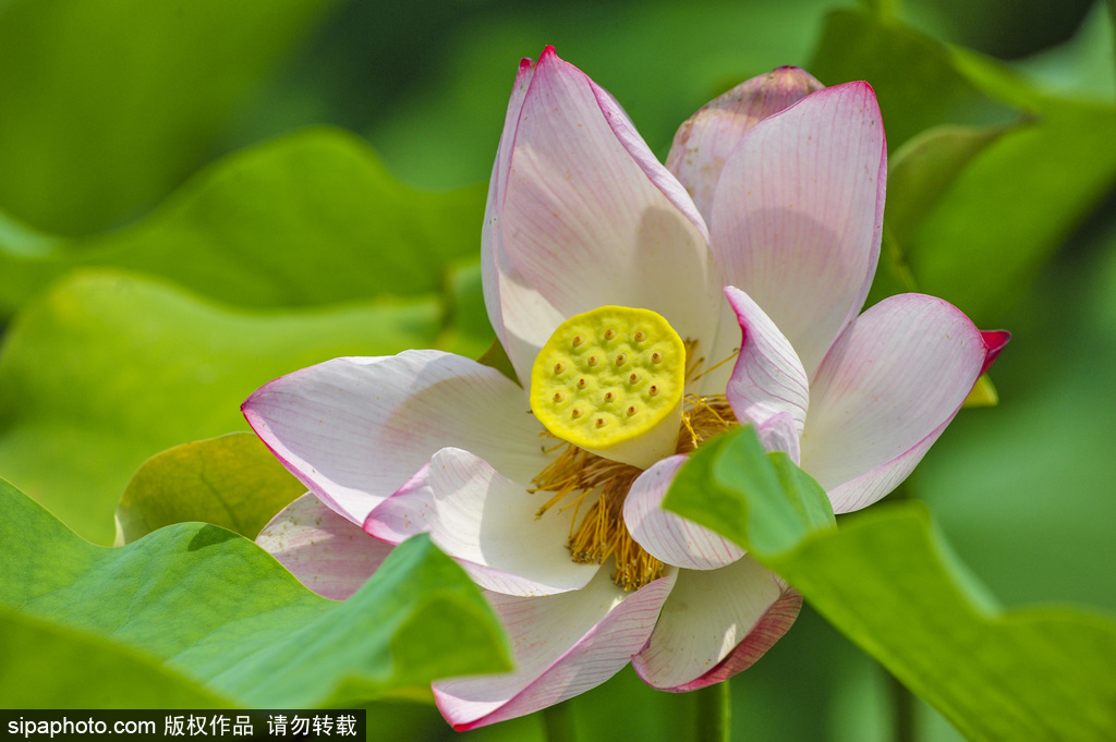 大望京公园如意湖里“荷花渡”景观