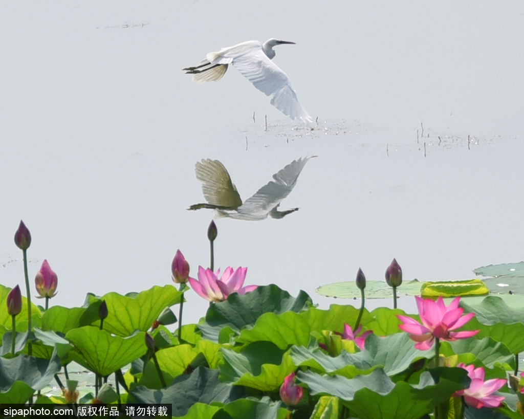 “小暑”时节，白鹭荷塘起舞似“精灵”