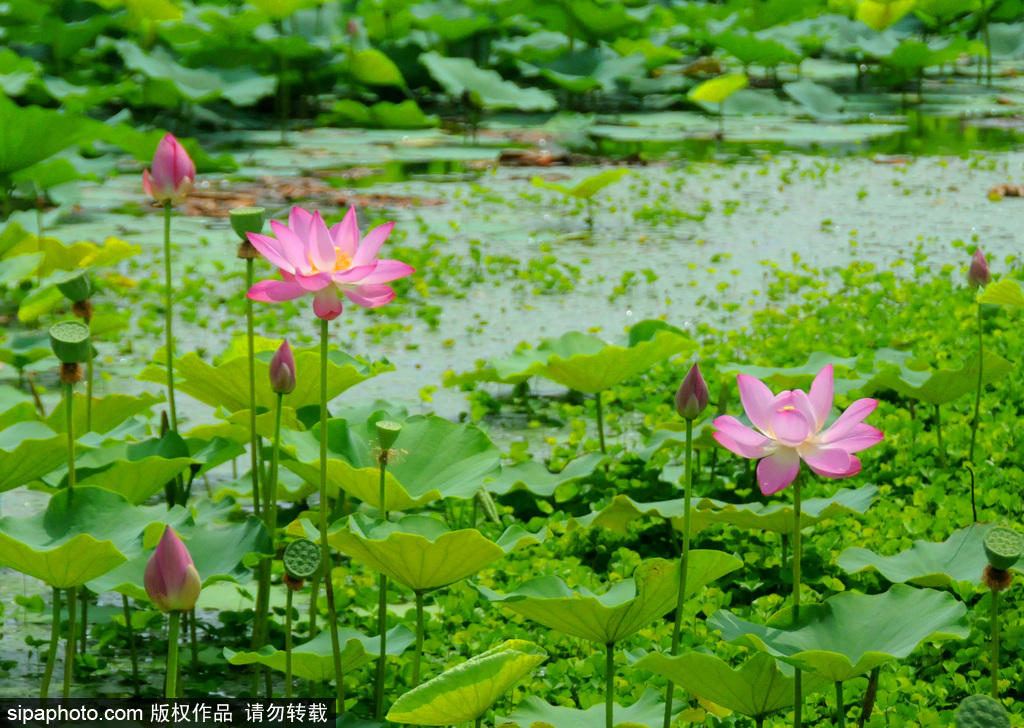 小暑时节荷生香，娇艳妩媚惹人醉