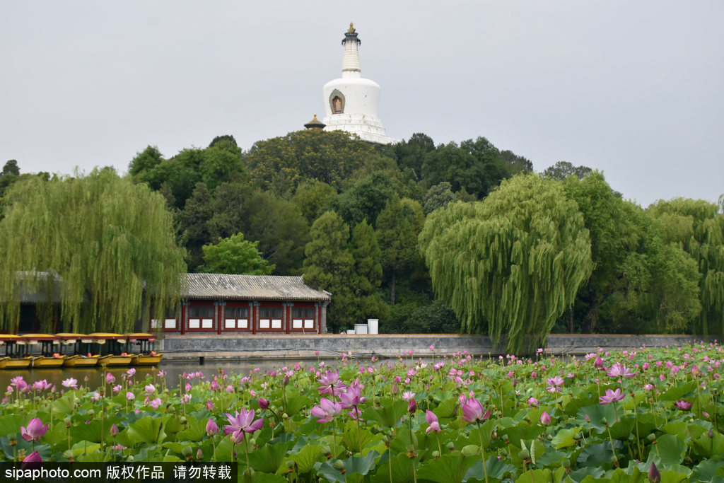 北海公园再现“荷花映白塔”美景