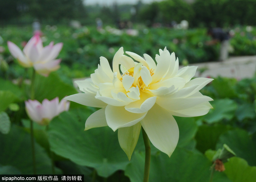 圆明园：雨后荷花更显娇艳，满池飘香惹人醉