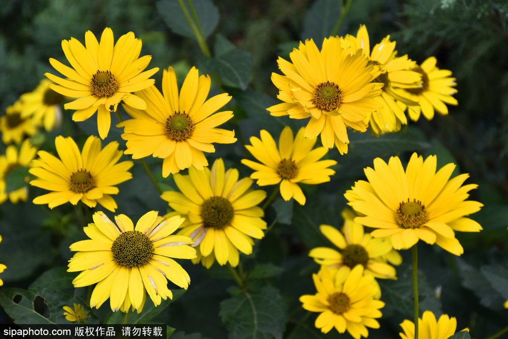 大暑临近各式野花扮靓北京动物园