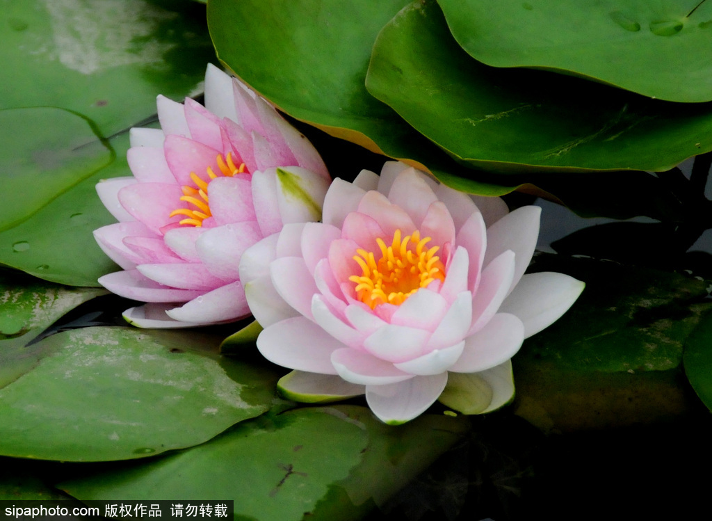 圆明园睡莲雨后娇艳绽放