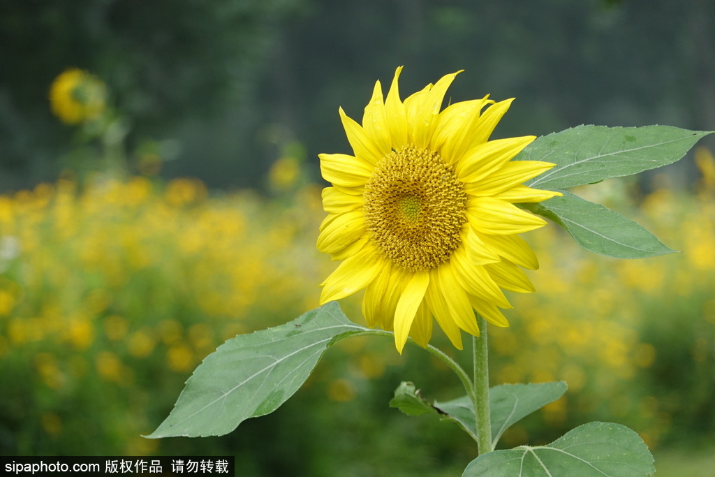 北京奥森百亩向日葵田再迎客