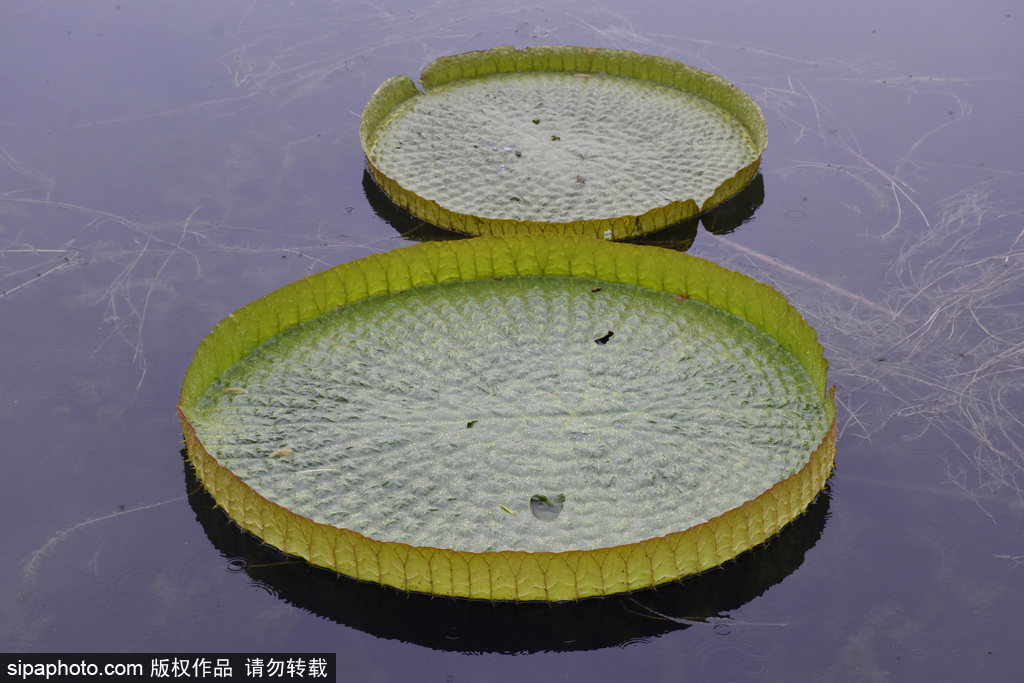 雨中“皇家园林”圆明园韵味十足，青青王莲似玉盘