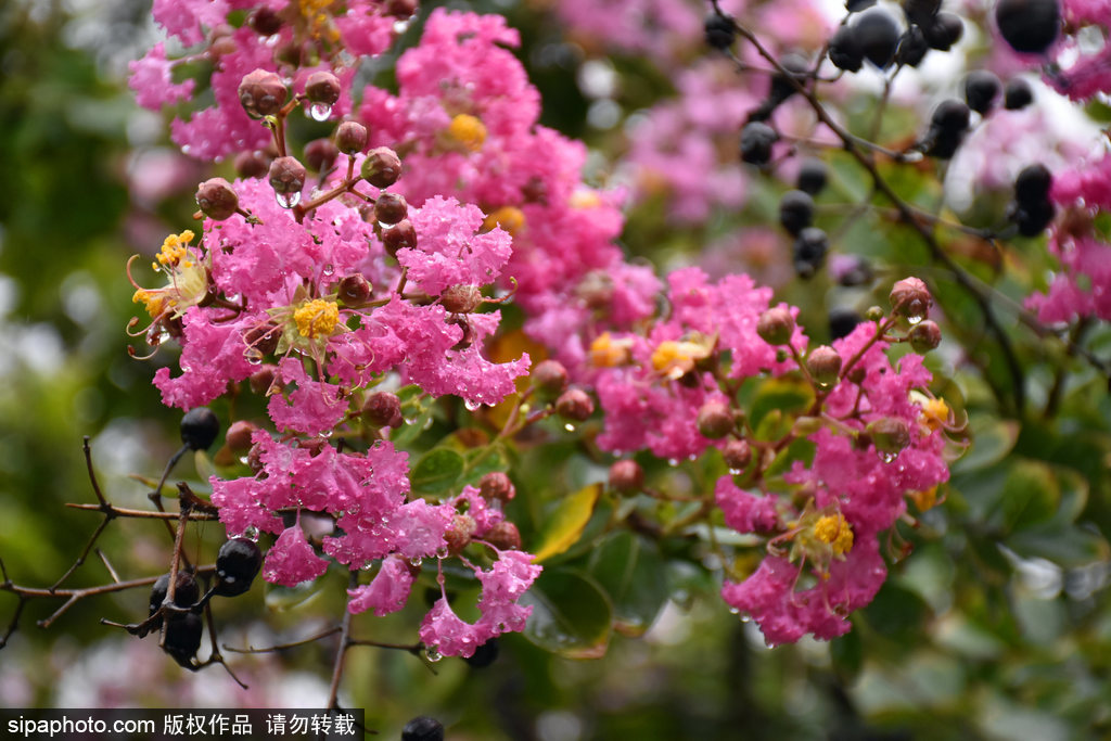 大暑临近圆明园古建筑旁紫薇花开