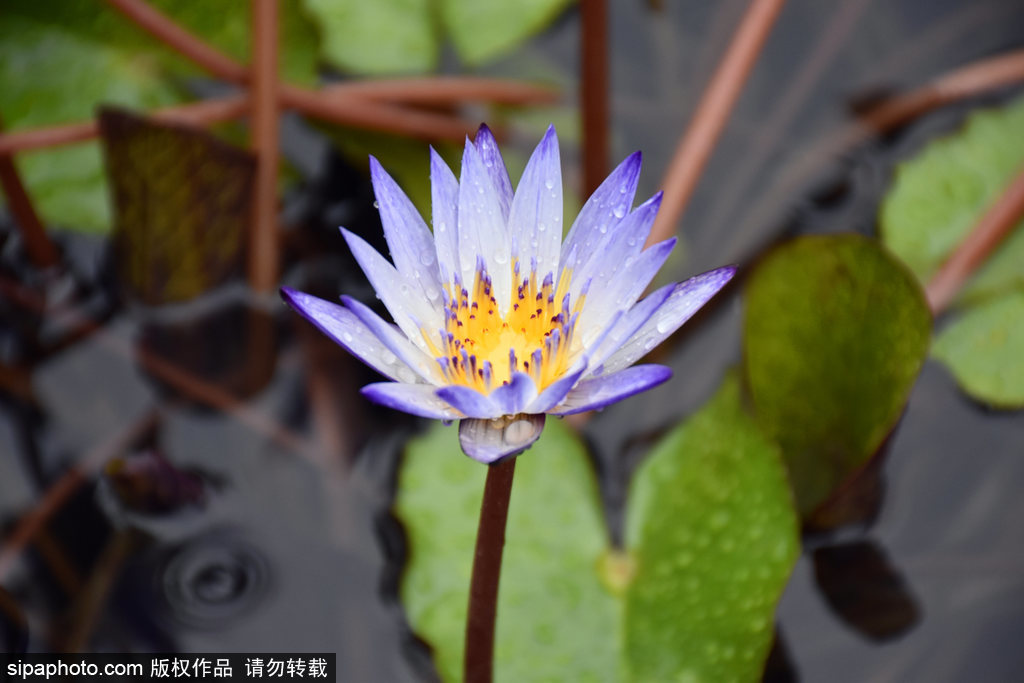 圆明园景区“花中睡美人”睡莲盛开似仙子